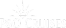 P&O Cruises